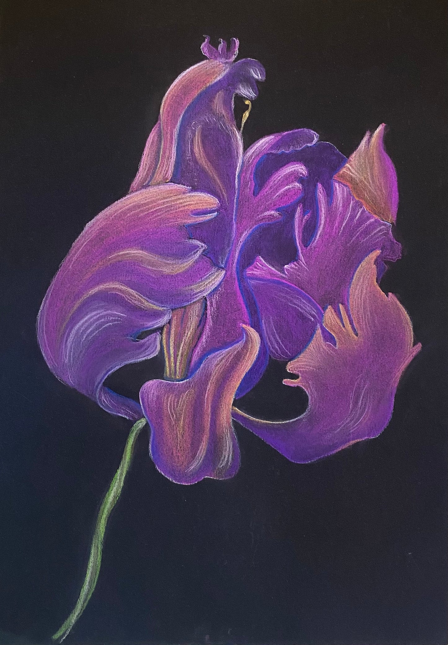 Tulip.